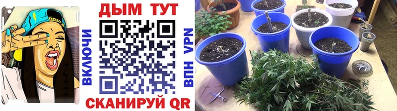Конопля марихуана Новокузнецк